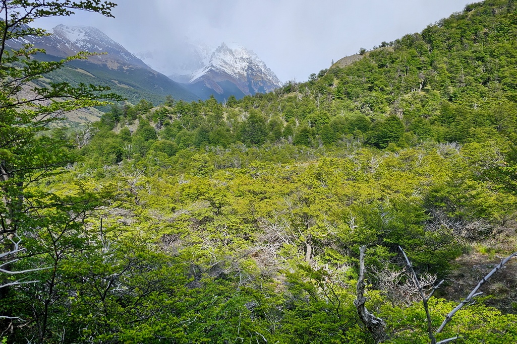bosque-patagonico