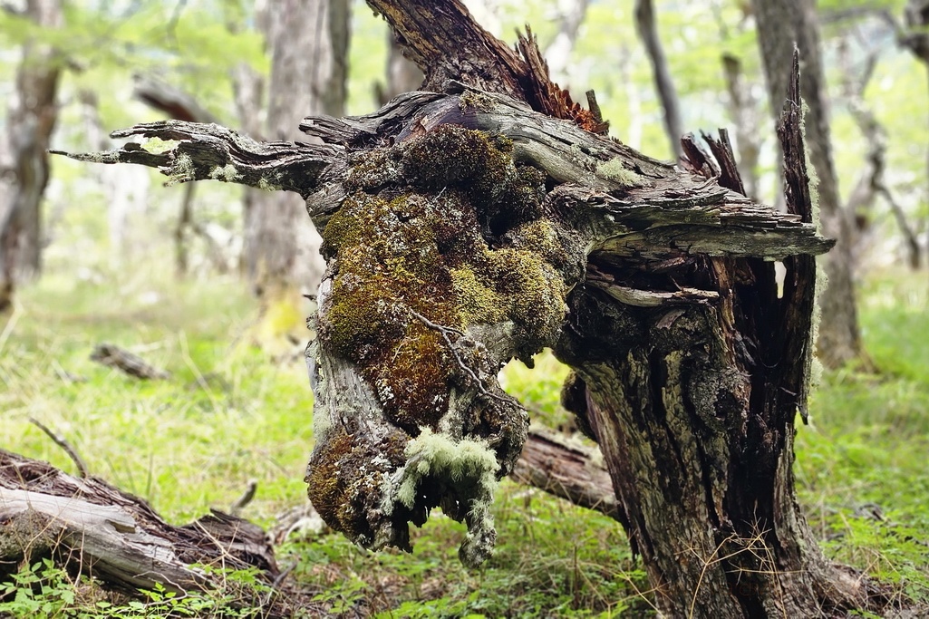 bosque-patagonico-laguna-torre