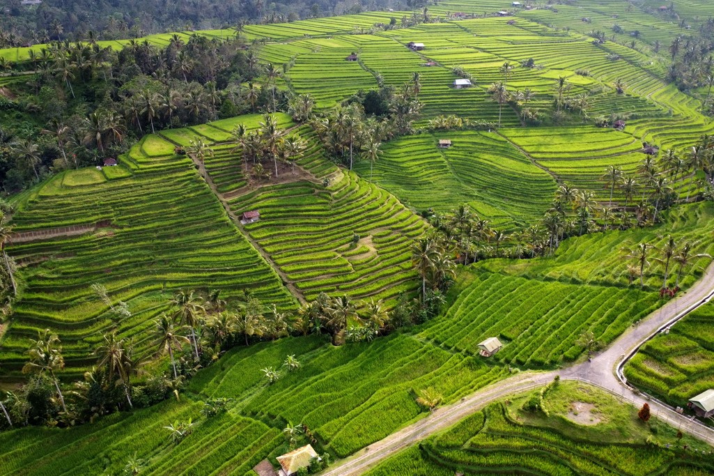 jatiluwih-bali-3