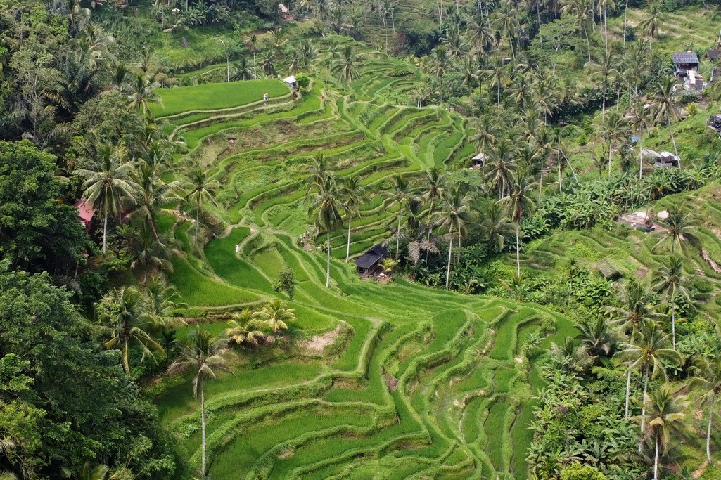arrozales-bali-4