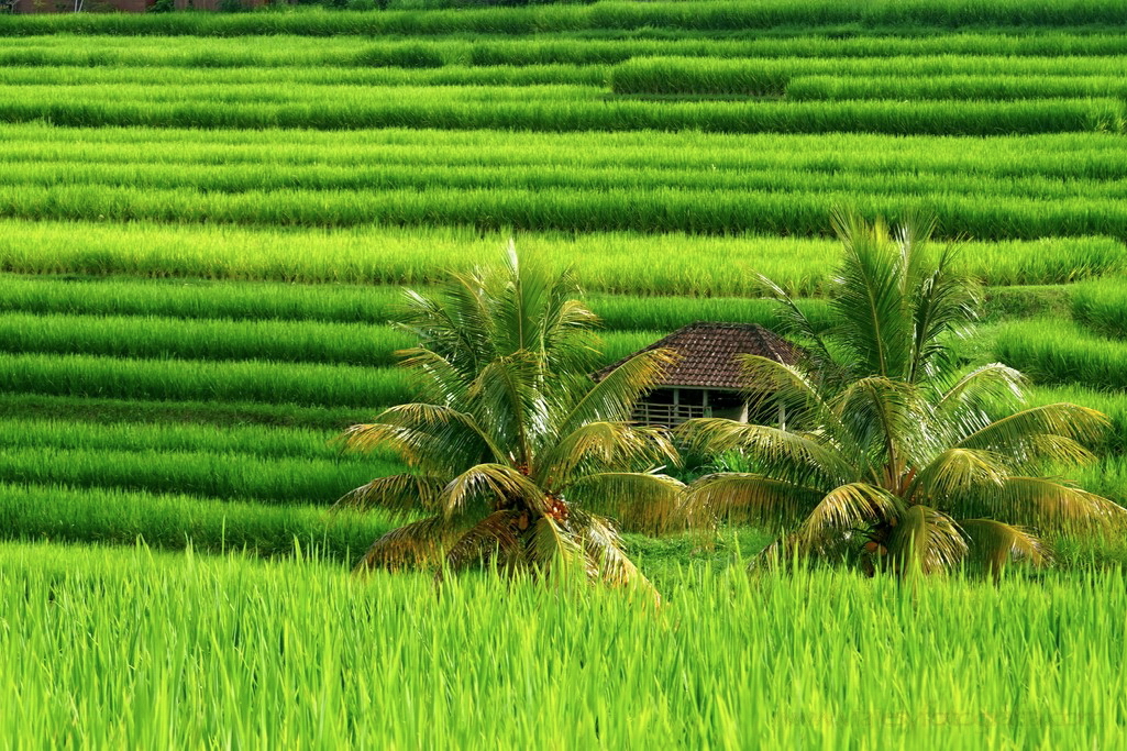 jatiluwih-bali
