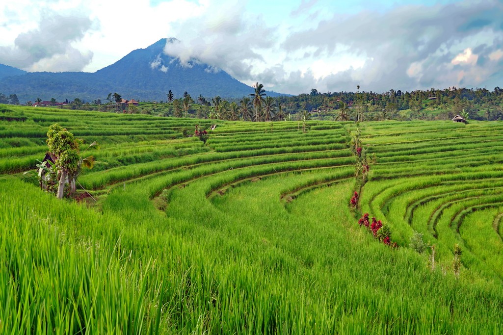 arrozales-bali-2