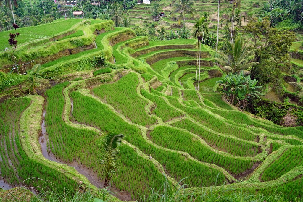 arrozales-bali