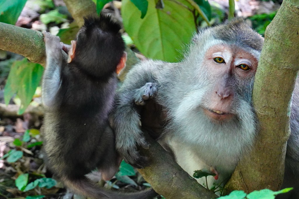 monkey-forest-ubud-2
