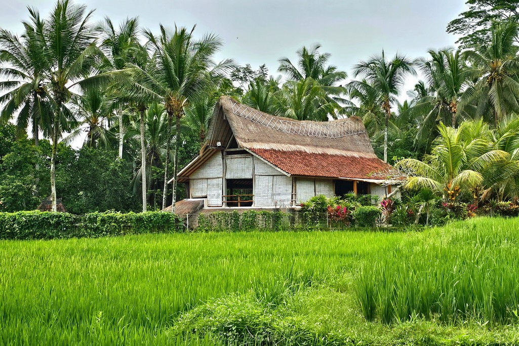 ricefields-bali