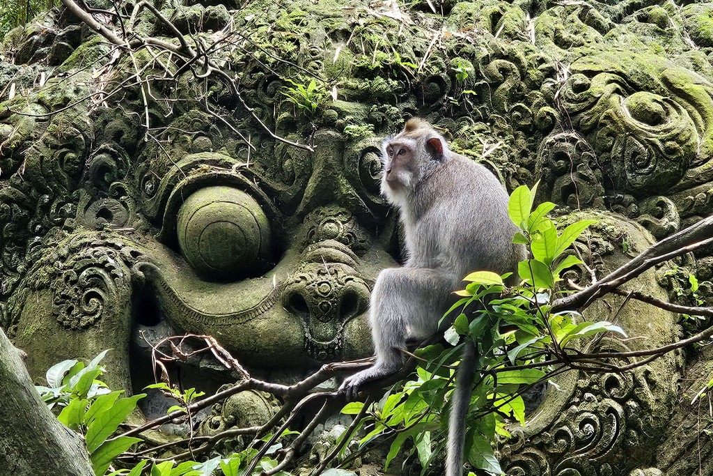 monkey-forest-ubud