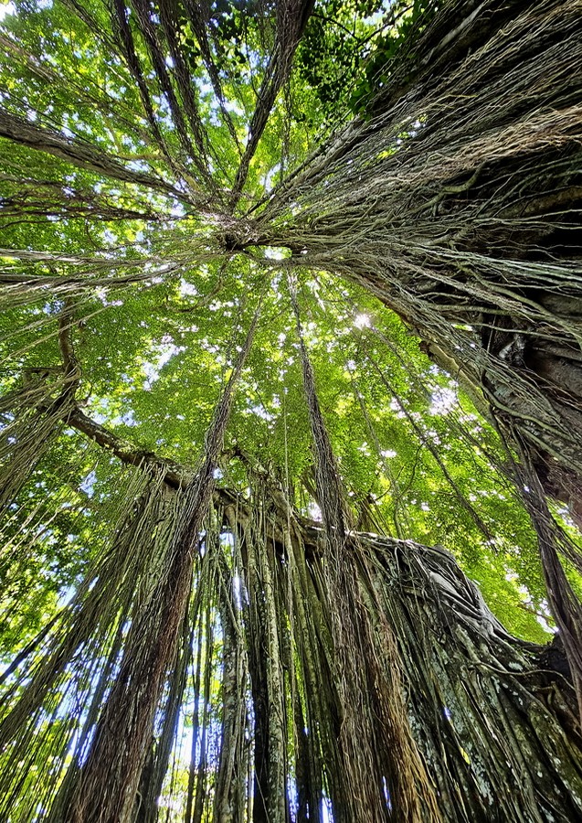 bali-forest