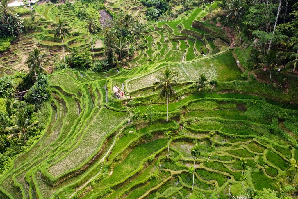tegallalang-bali-ricefields