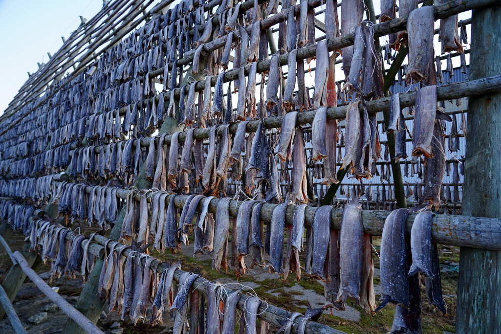 lofoten-secadero-bacalao