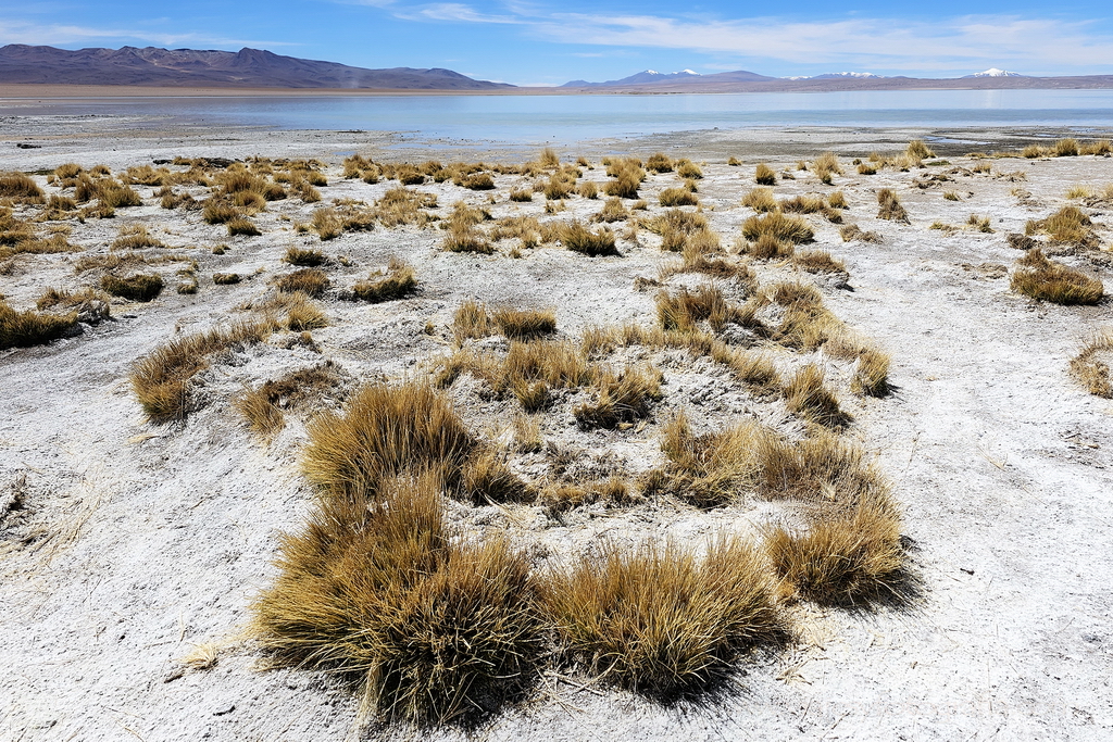 eduardo-avaroa-laguna-salada