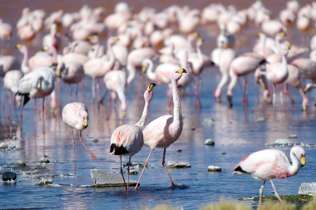 eduardo-avaroa-laguna-colorada-flamencos-2