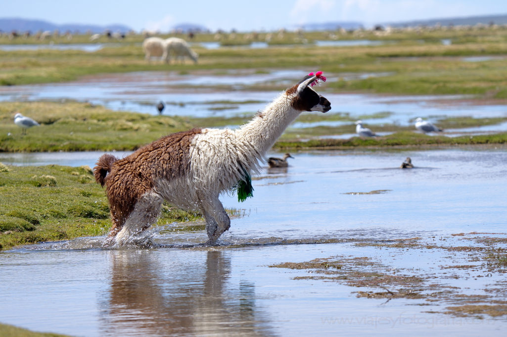 eduardo-avaroa-llama-laguna-vinto