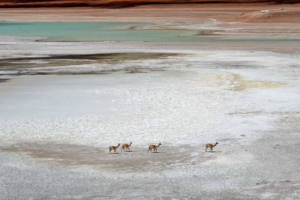 eduardo-avaroa-laguna-verde-vicunas
