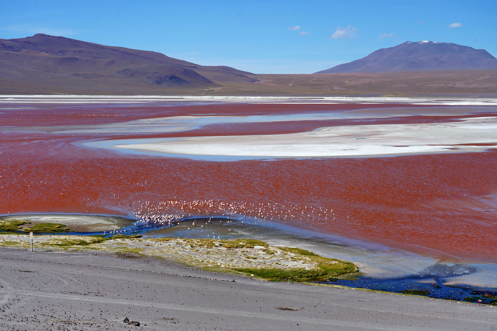 eduardo-avaroa-laguna-colorada-3