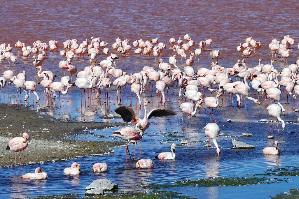 eduardo-avaroa-laguna-colorada-flamencos