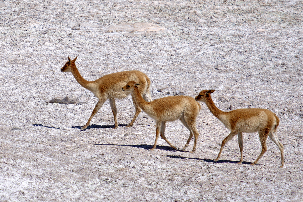 eduardo-avaroa-vicunas