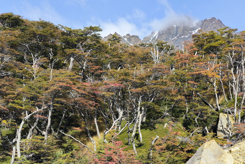 bosque-patagonico-torres-del-paine
