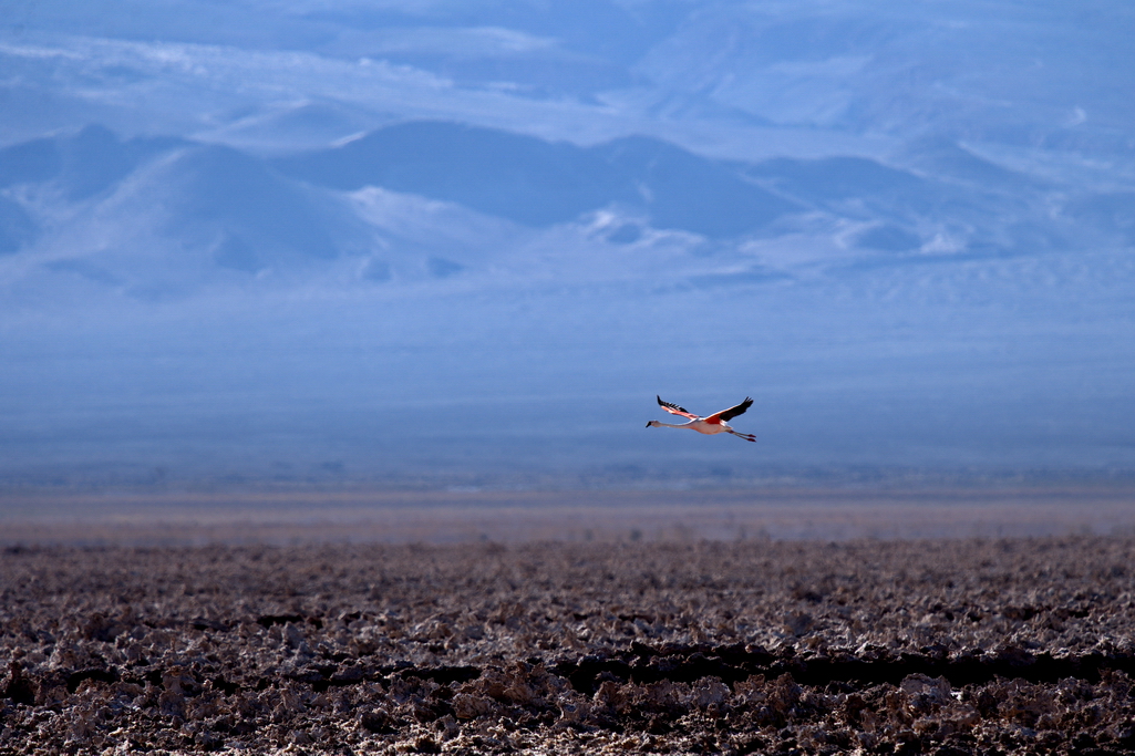 desierto-de-atacama-flamenco
