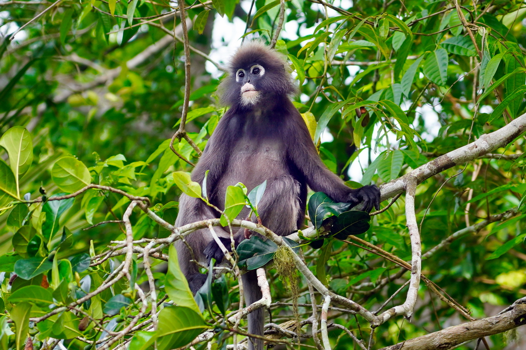 langur-penang