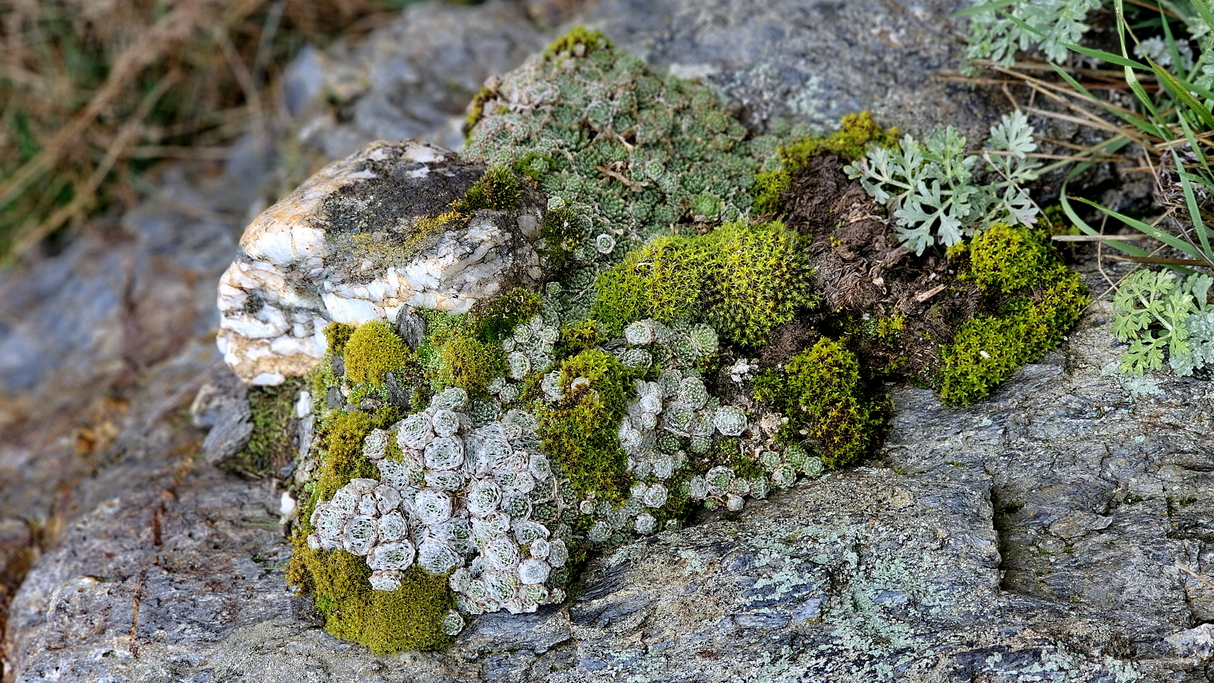 musgos y líquenes en Ristolas en otoño