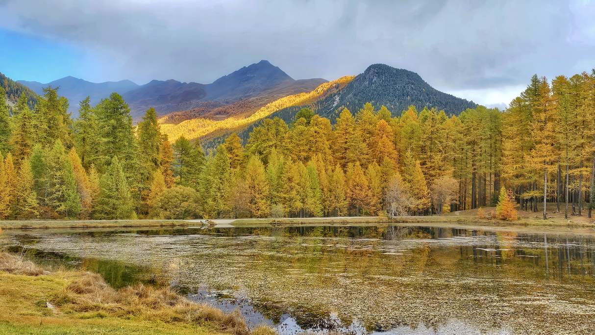 bosques de Queyras y Ristolas