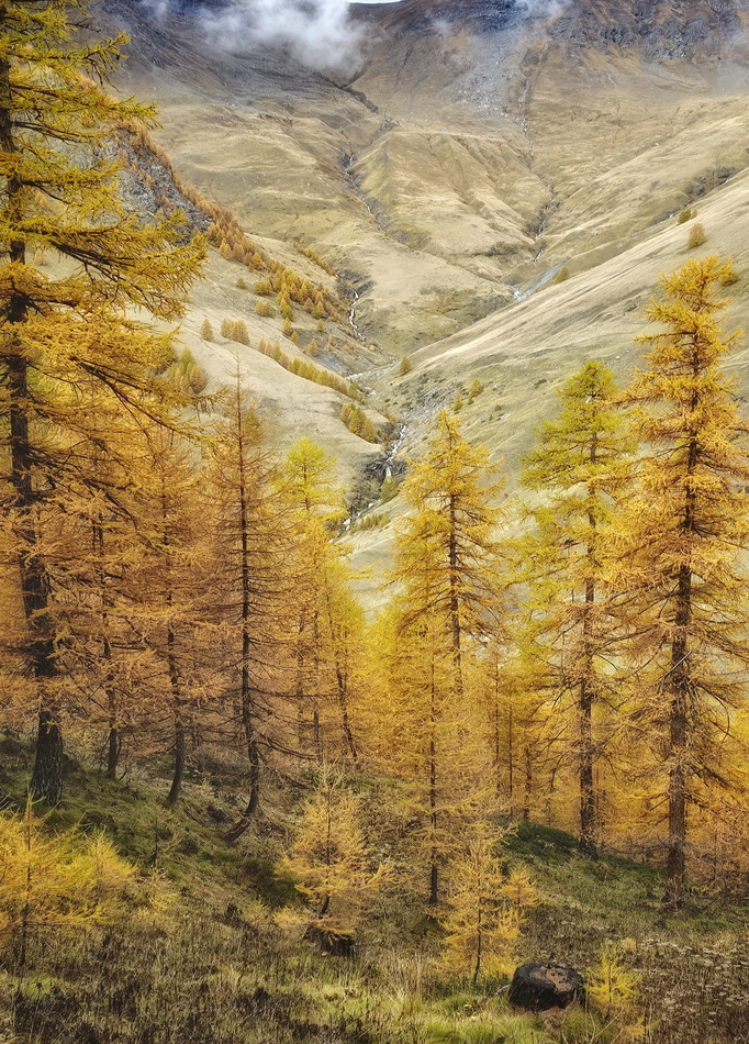 Alerces en Queyras en otoño