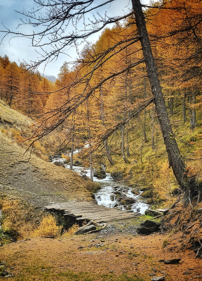 Bosque de alerces en Queyras y Ristolas en otoño