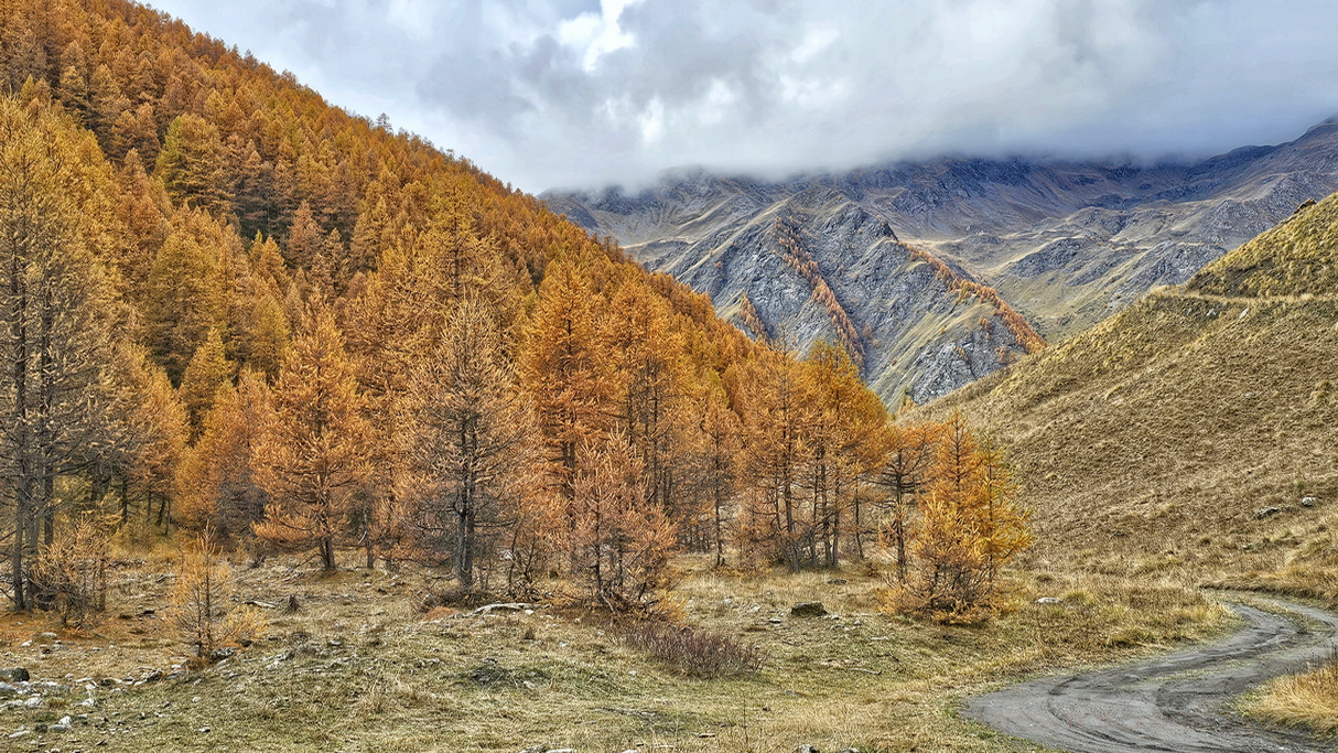 Bosque de alerces en Queyras en otoño