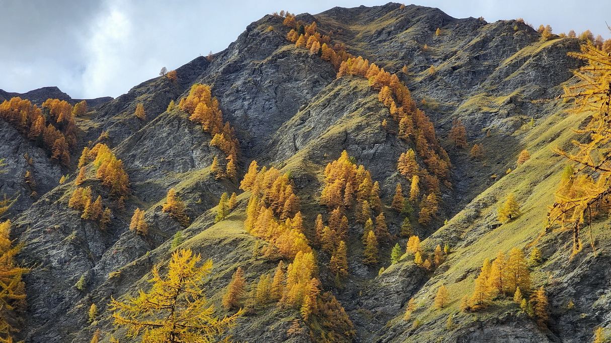 Alerces en Queyras en otoño