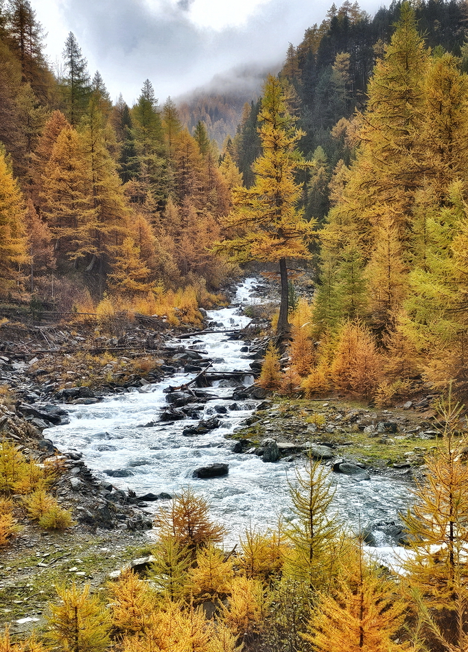 Bosque de alerces en Ristolas en otoño