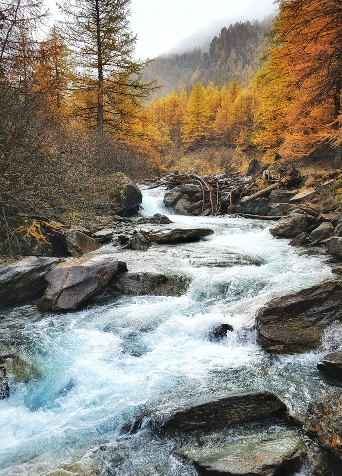 Bosque de alerces en Ristolas en otoño