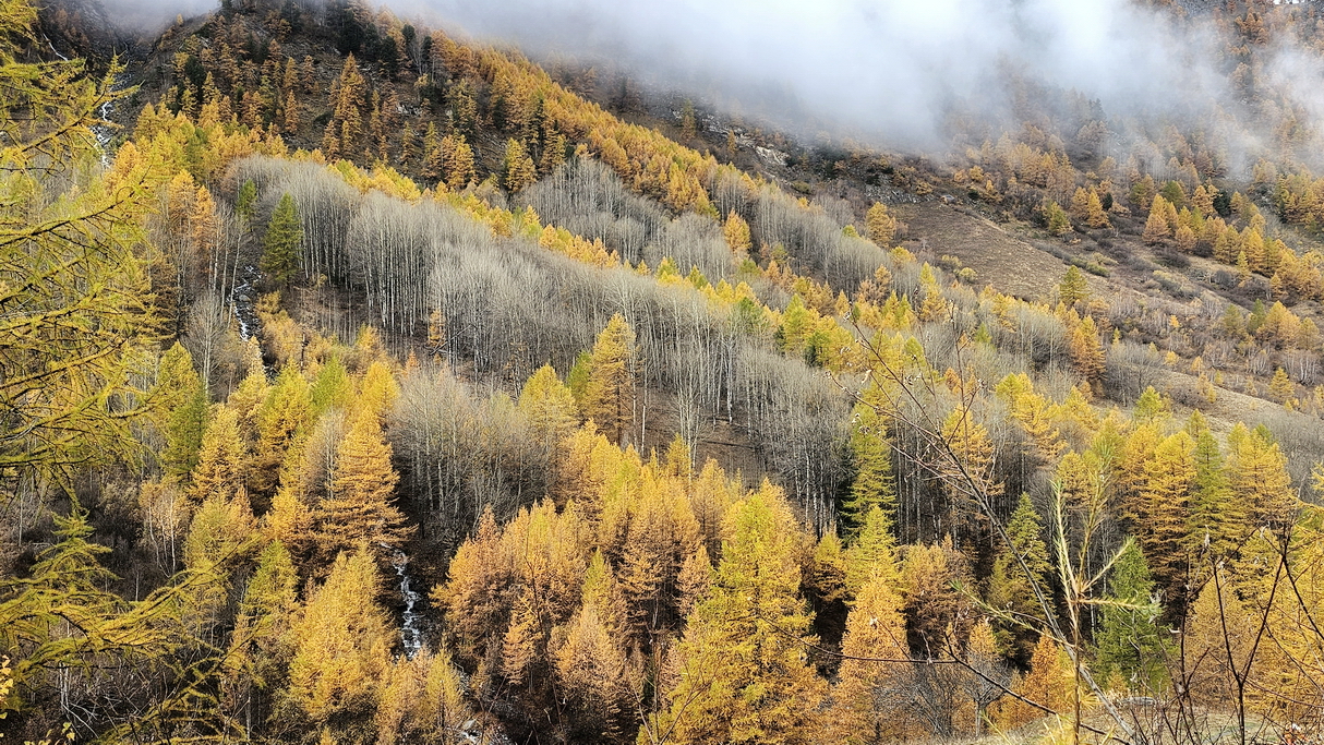 Alerces en Ristolas y Queyras en otoño