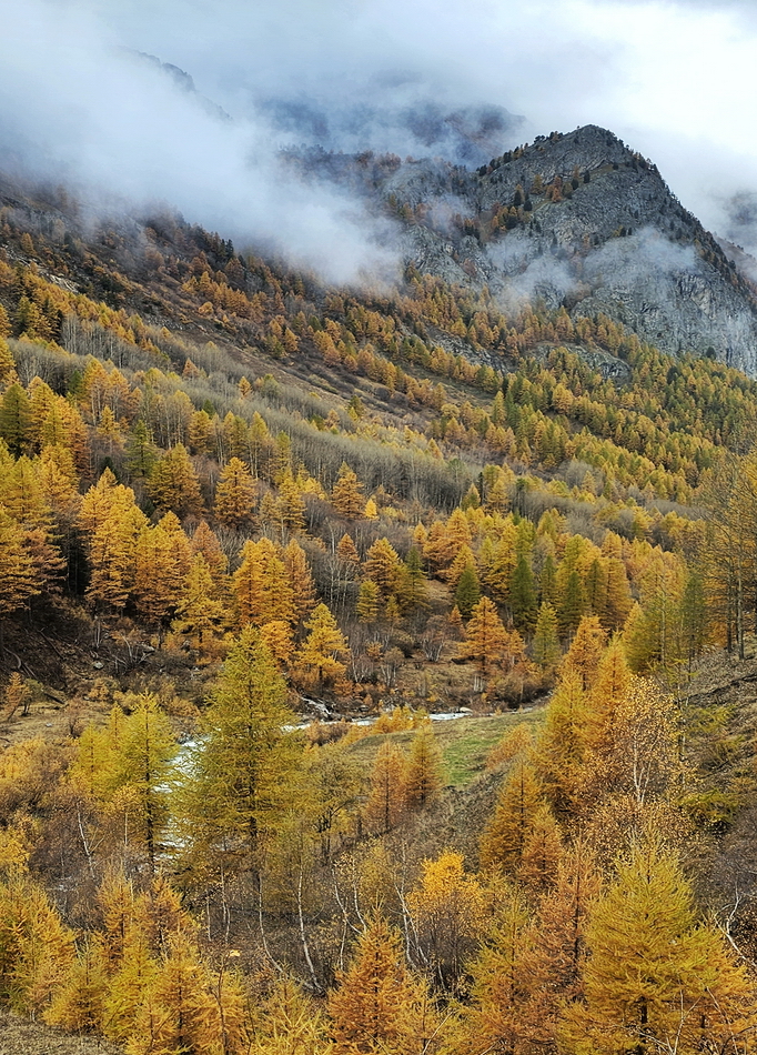 Bosque de alerces en Ristolas en otoño