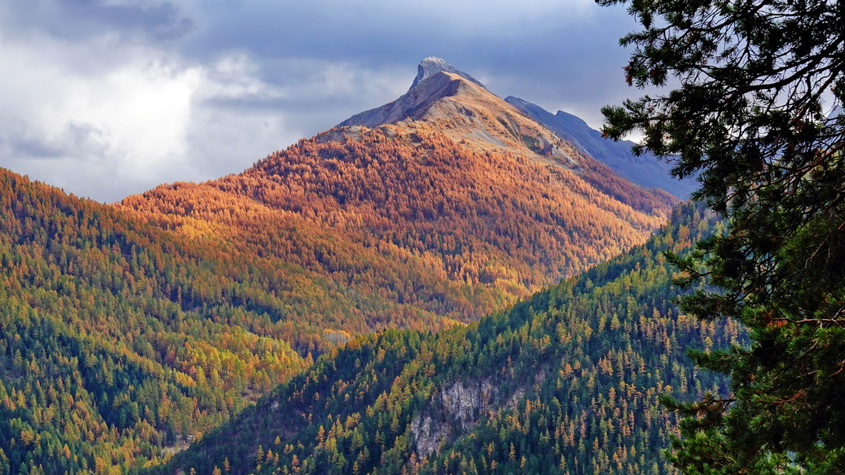 Bosques de Queyras y Ristolas en otoño