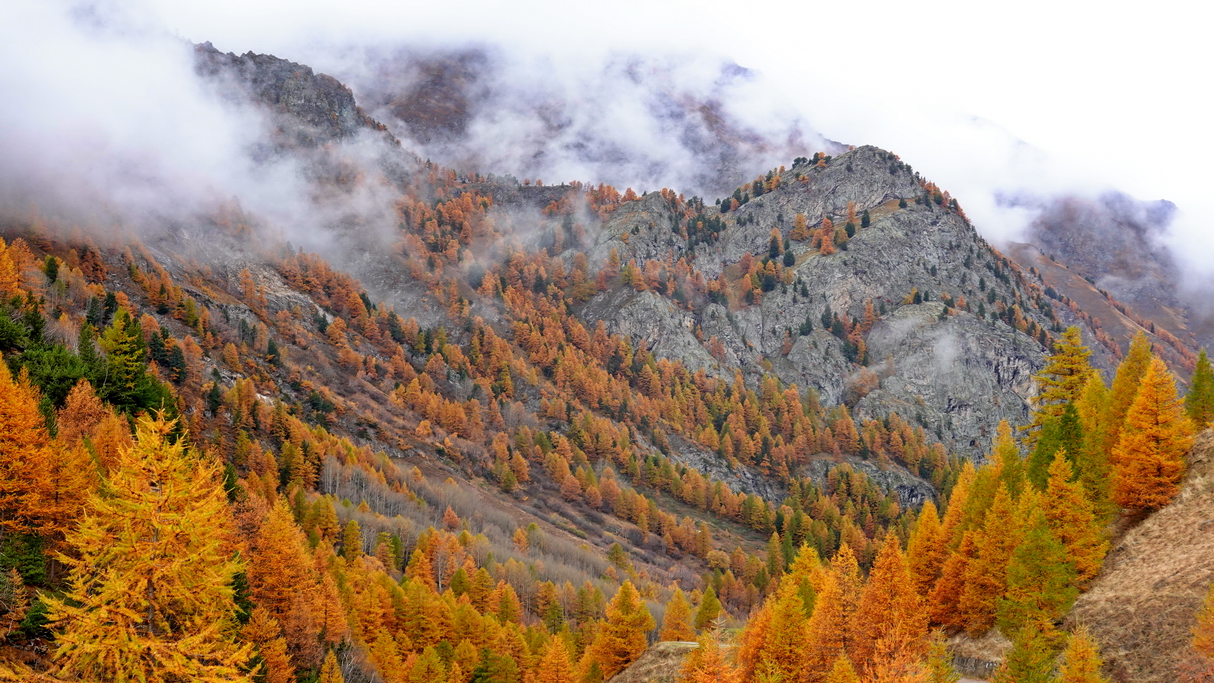 Bosque de alerces en Ristolas y Quyras en otoño
