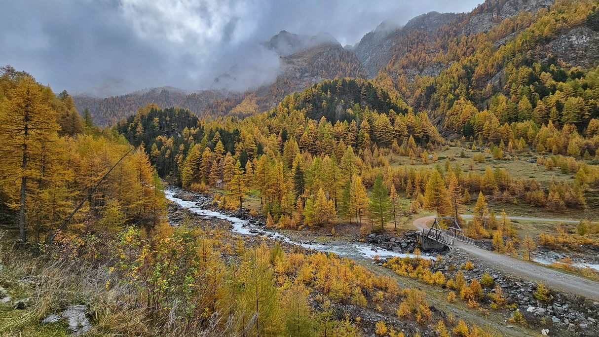 Bosque de alerces en Ristolas en otoño