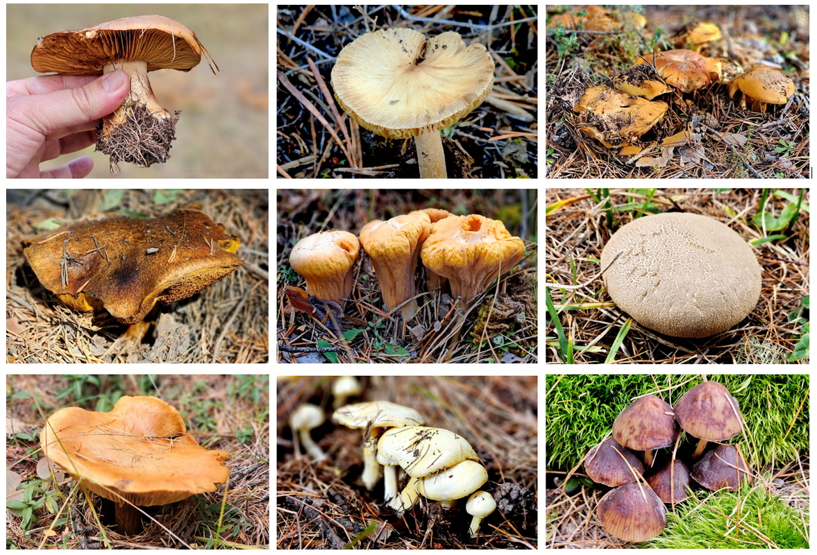 Setas en los bosques de Queyras y Ristolas