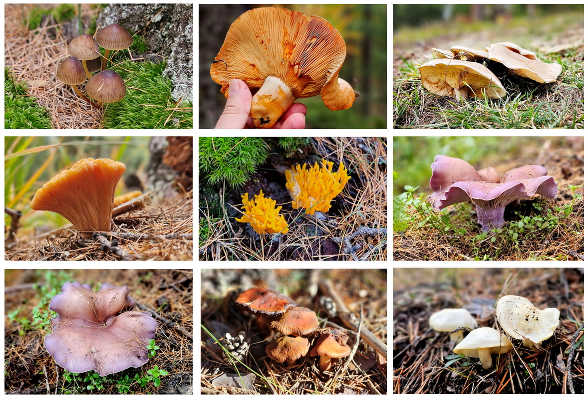 Setas en los bosques de Queyras y Ristolas