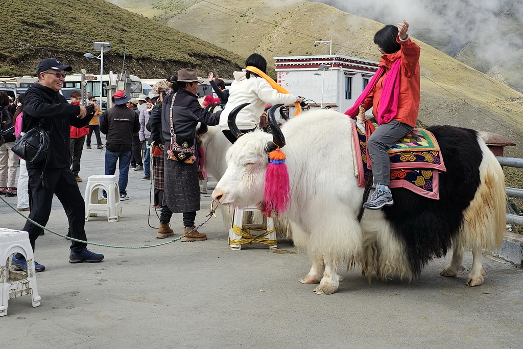 abuso de animales Tibet