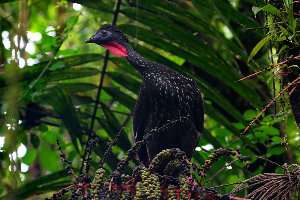 Parque Nacional Volcan Arenal