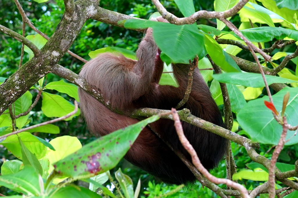 perezoso Volcan Arenal