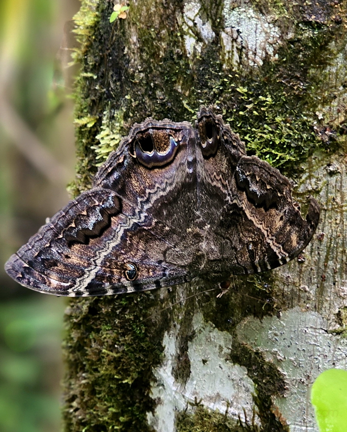 mariposa Volcan Arenal