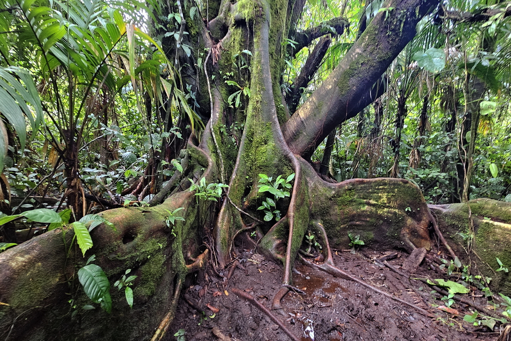 Parque Nacional Volcan Arenal ceiba