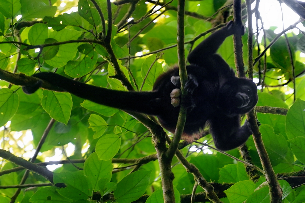 Parque Nacional Volcan Arenal mono aullador