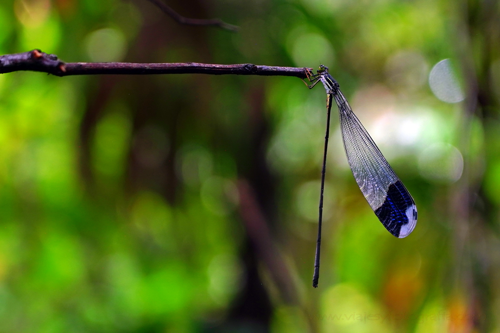 Parque Nacional Volcan Arenal libelula
