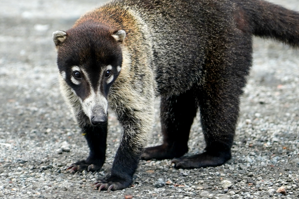Parque Nacional Volcan Arenal coati