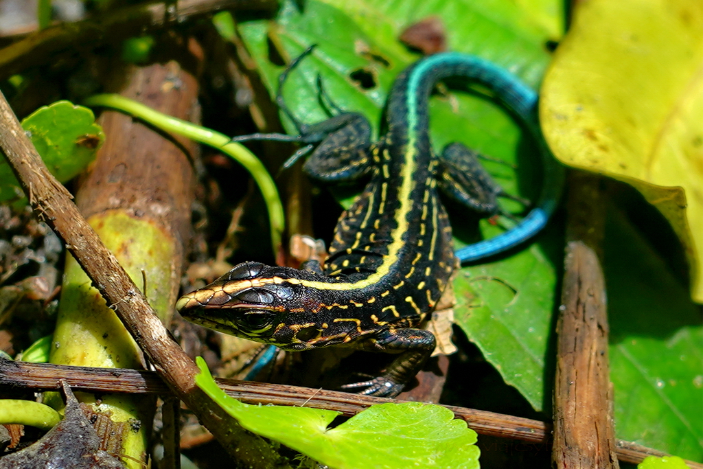 Parque Nacional Volcan Arenal lagarto