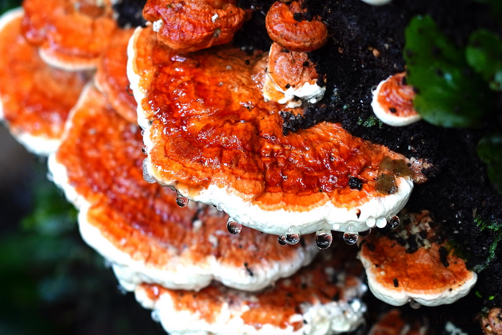 Parque Nacional Volcan Arenal hongos