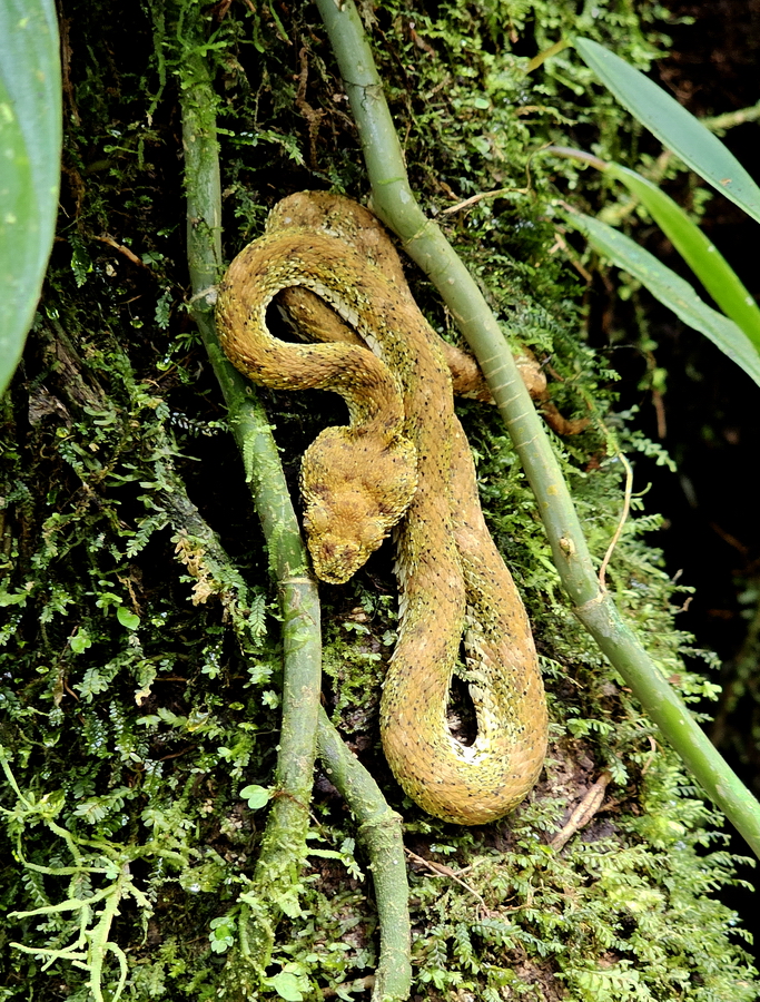 vibora oropel Volcan Arenal