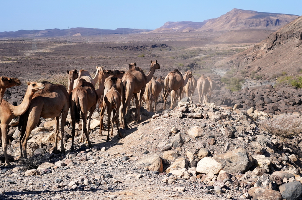 danakil camellos